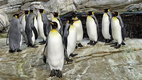 Seals & penguins – Zoo Berlin