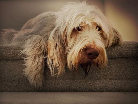 Spinone Italiano - Native Breed.org