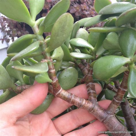 Propagating Jade Plants