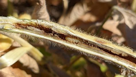 Determining the Distribution and Severity of Dectes Stem Borer Larvae in Illinois - ILSoyAdvisor