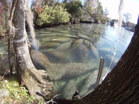 Florida Manatee: Why Is It Endangered?