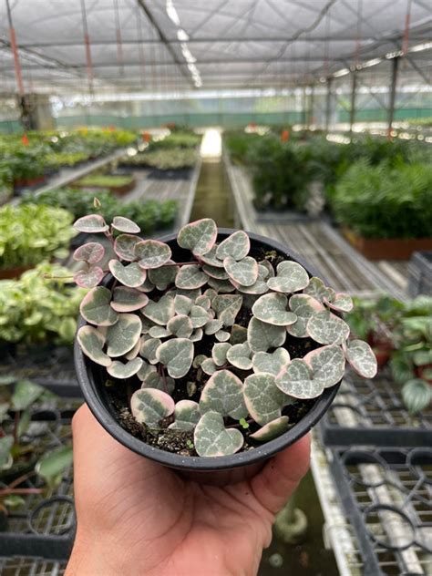 String of Hearts Variegated — House Plant Wholesale