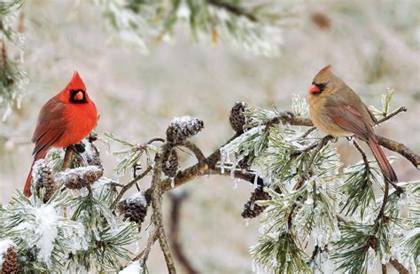 #FeedtheBirds 1: Northern Cardinal Mating Rituals