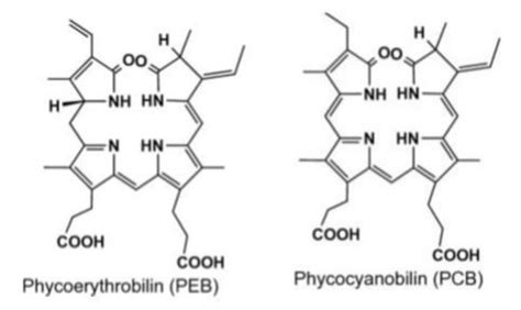 Which of the following statement is correct regarding the structure of phycobilins?