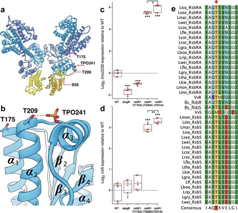 Phosphorylation sites and their surroundings in LiRsbRS a The ...