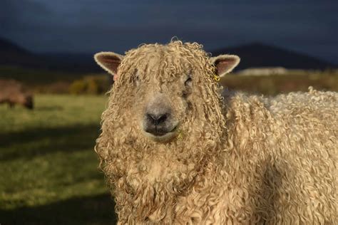 Wensleydale Sheep - Patchwork Sheep