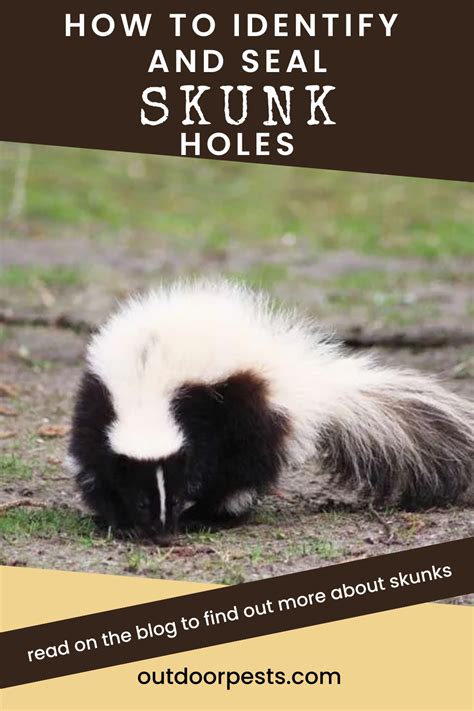 How To Seal a Skunk Hole | Outdoor Pests