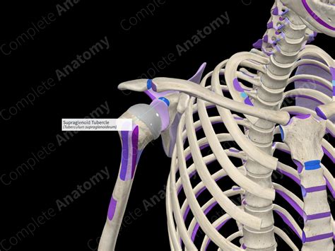 Supraglenoid Tubercle | Complete Anatomy