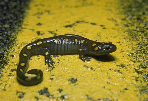 The Elusive Spotted Salamander | Finger Lakes Land Trust