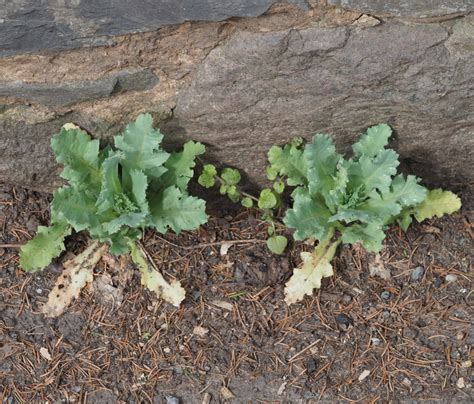 Papaver Somniferum Leaves