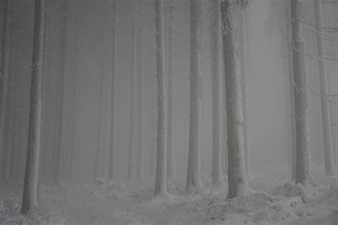 Winter Forest, Germany (OC)[6000x4000] : r/hdearthporn