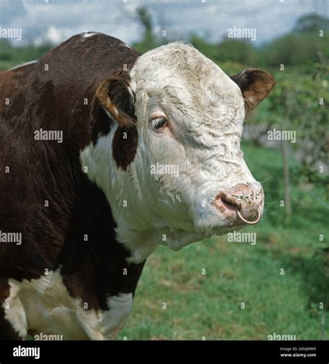 Polled hereford cattle hi-res stock photography and images - Alamy