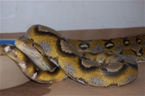 Feature: Reticulated Python - BambooZoo