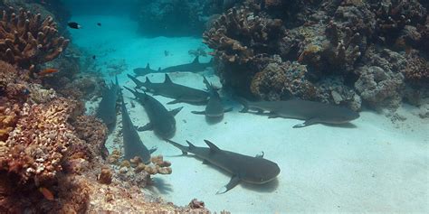 Sharks and Exclusive Underwater Adventures in Tubbataha - Travelogues ...