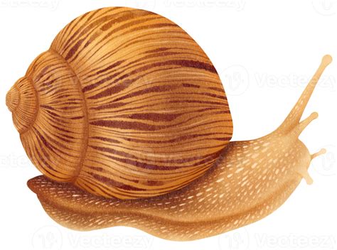 Snail watercolor illustration 19857230 PNG