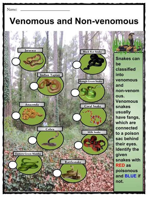 Snakes Facts, Worksheets, Habitat & Types Around The World For Kids