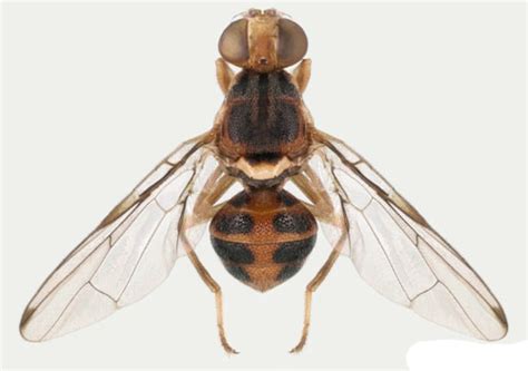 olive fruit fly - Bactrocera oleae