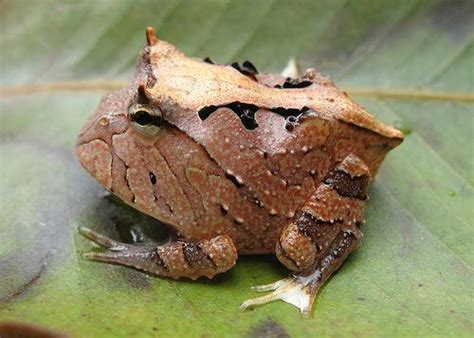 Amazon Horned Frog, Ceratophrys cornuta. Photo by William Quatman: Aggressive and territorial ...