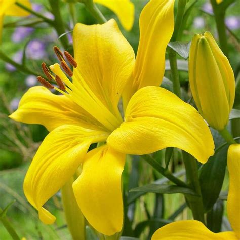 5 Lily Bulbs-Asiatic Lily Yellow County Pack of 5 | Etsy | Asiatic lilies, Lily bulbs, Day lilies