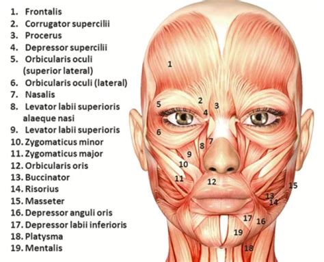 Anatomy Of Facial Muscles Face Botox