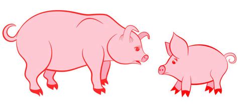 Mother Pig And Piglet Illustrations, Royalty-Free Vector Graphics & Clip Art - iStock