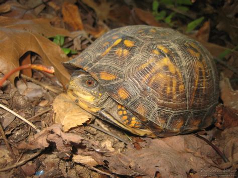 Eastern Box Turtle – PA HERP IDENTIFICATION