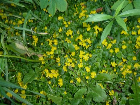 Transformational Gardening: Moneywort (Creeping Yellow Loosestrife, Creeping Jenny, Creeping ...