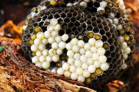 Deconstructing a Not Yet Abandoned Yellow Jacket Wasp Nest | PITH ...