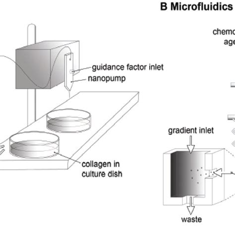 Examples of chemotaxis assays which possess a high degree of ...