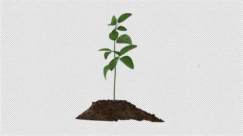 Plant Tree Growing Time Lapse, Stock Video - Envato Elements