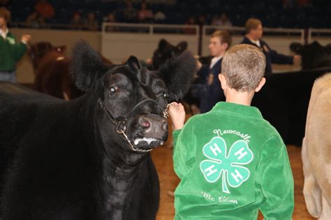 Tulsa State Fair Draws More Cattle Exhibitors | Farms.com