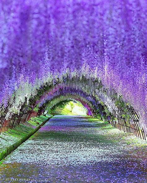 Wisteria Tunnel, Kawachi Fuji Gardens in Kitakyushu, Japan #藤 #wisteria #河内藤園 #Fukuoka ...