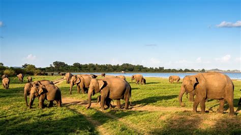 [SALE] 38% Off Minneriya Safari from Trincomalee - Ticket KD