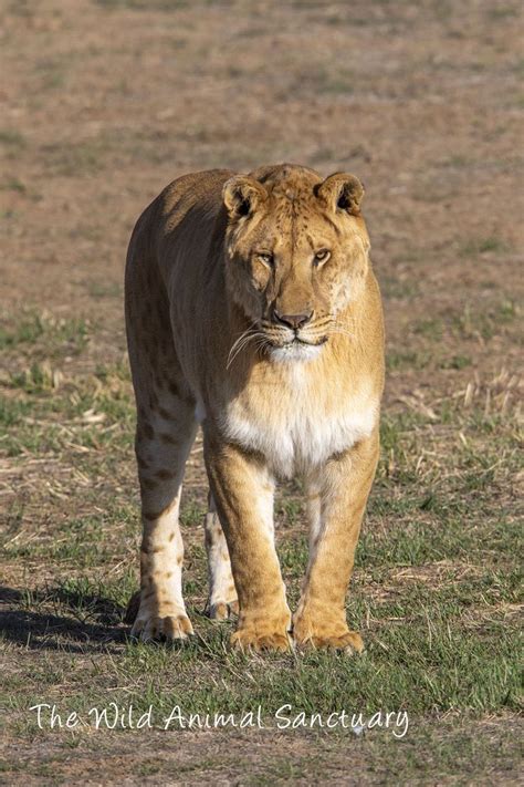 Picture Of The Day! Hedabomb is a large male Liliger that came from the raid on Tim Stark's ...