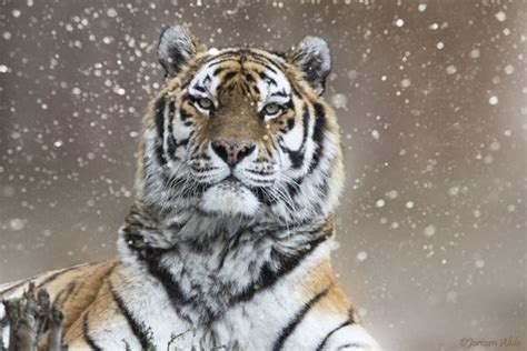 26 Spectacular Pictures Of Siberian Tigers In Their Natural Habitat