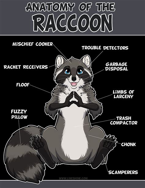 Anatomy of the Raccoon Artwork Print | Etsy