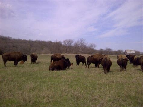 Red Buffalo Ranch near Sedan, ks | Cattle, Livestock, Farm