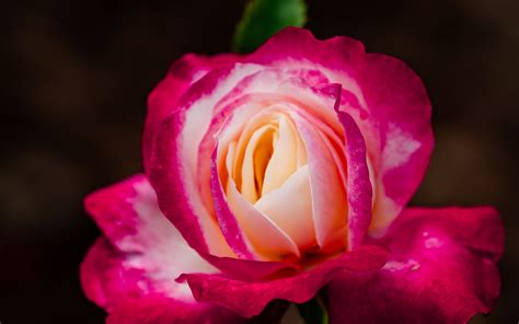 Download wallpaper 3840x2400 rose, petals, bud, flower, macro, plant 4k ultra hd 16:10 hd background