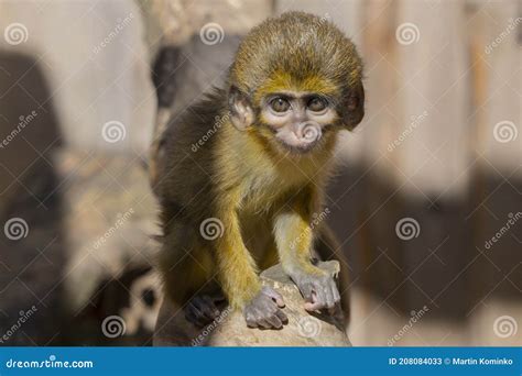 Baby of Gabon Talapoin on a Tree. Miopithecus Talapoin Stock Image - Image of nature, look ...