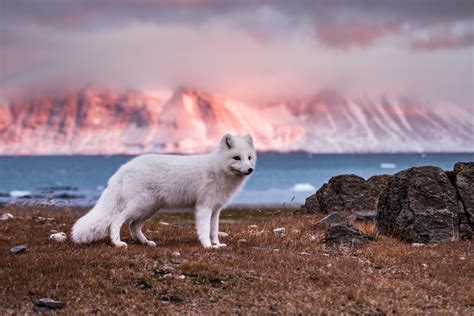 Top 10 Animals In Iceland You May See During Your Trip - Iceland Trippers