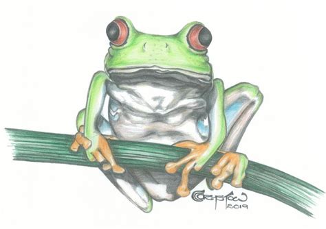 Tree Frog (pencil drawing by CC Crystow) #frog #treefrog #greenfrog # ...