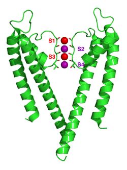 Potassium channel - Wikipedia