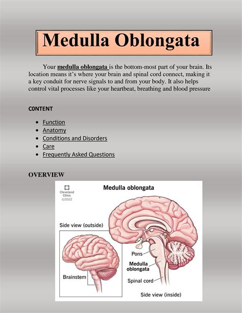 SOLUTION: Medulla Oblongata (definition, function and anatomy) - Studypool