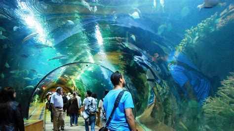 Valencia Aquarium Tourism, Spain | Туризм, Туристические направления ...