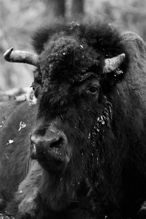 Black And White Bison Photograph by Charles Rockwell