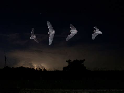 Bat Week: Shedding (Some) Light on Bats – DarkSky International