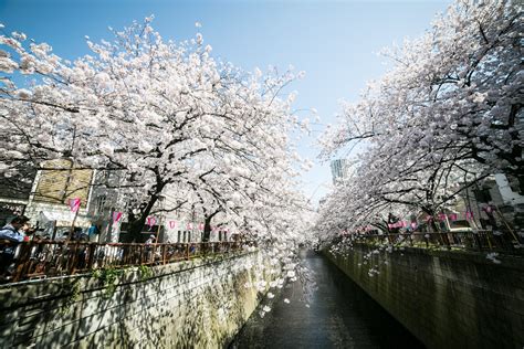 Cherry blossoms in Tokyo | Time Out Tokyo