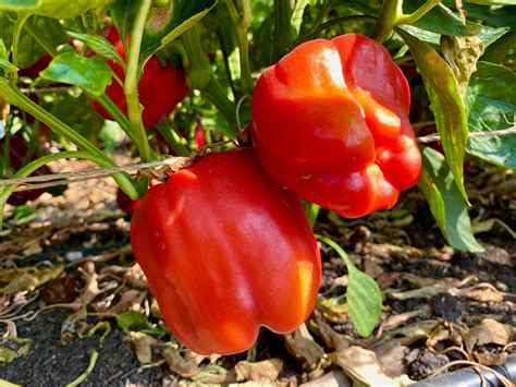 Chinese Giant Red Bell Pepper Seeds - The Plant Good Seed Company