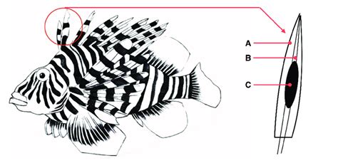 Morphology of venom glands in a scorpionfish. For venom fish, venom... | Download Scientific Diagram