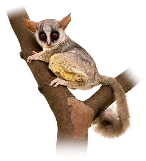 Bushbaby Facts | Where Do Bushbabies Live | DK Find Out